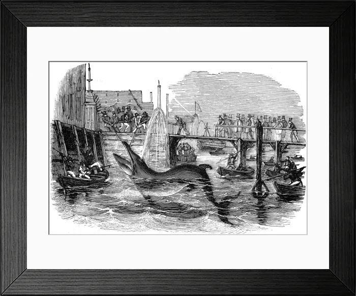 Framed Print : Catching a Whale off Deptford Pier, London, 1842 Framed Print : Catching a Whale off Deptford Pier, London, 1842