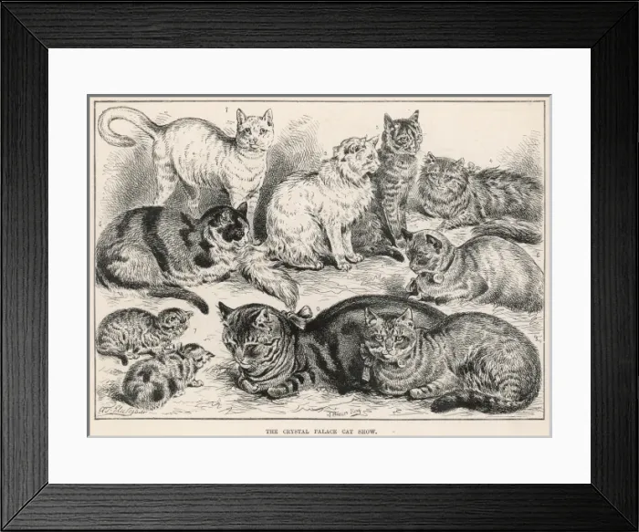 Framed Print : Crystal Palace Cat Show, 1887 Framed Print : Crystal Palace Cat Show, 1887