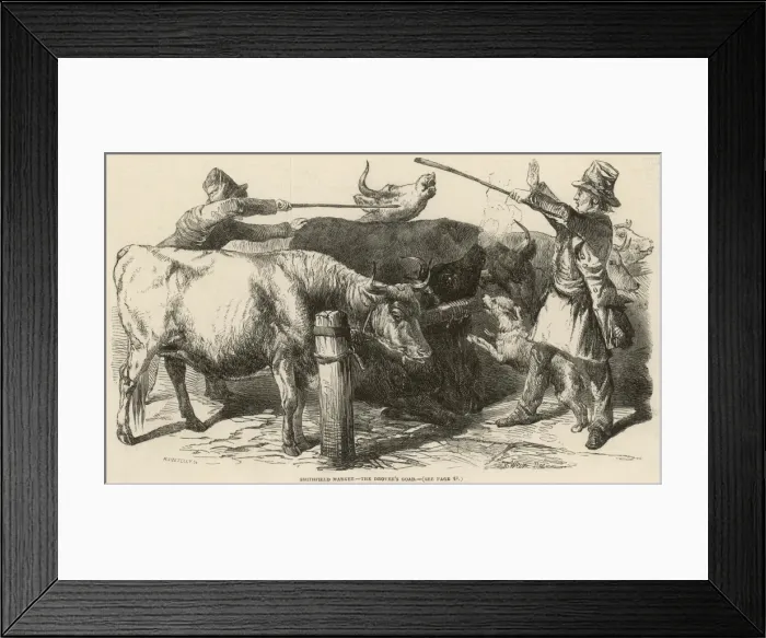 Framed Print : Cattle at Smithfield Market, London, 1849 Framed Print : Cattle at Smithfield Market, London, 1849