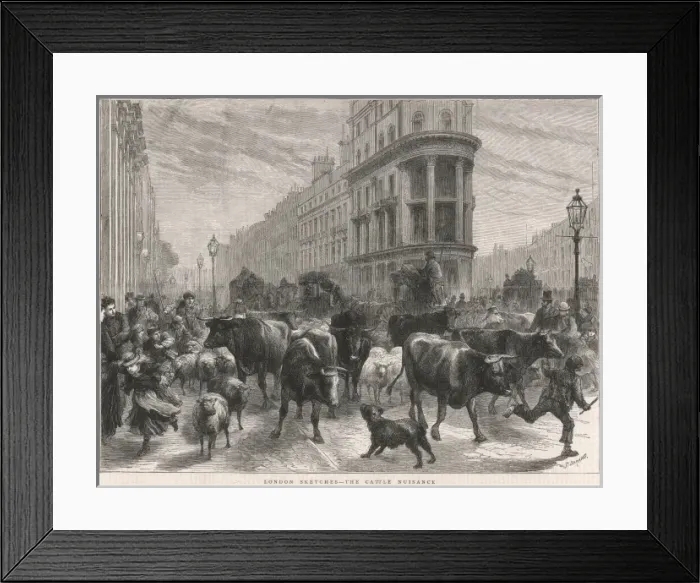 Framed Print : Cattle in London, 1877 Framed Print : Cattle in London, 1877
