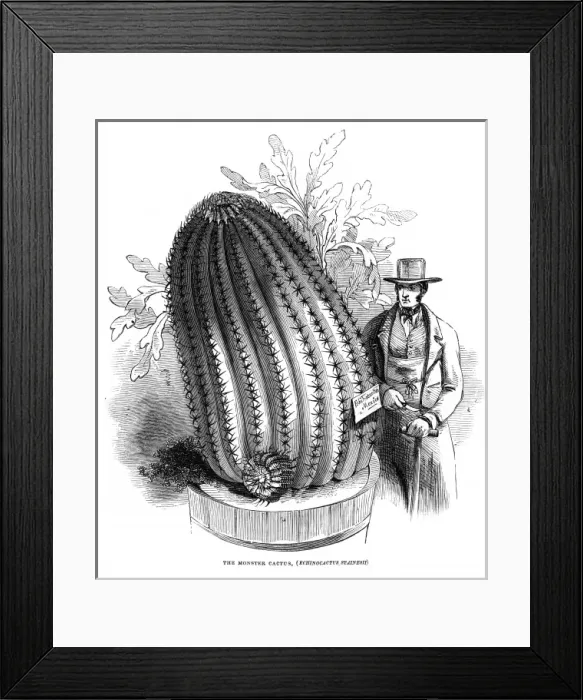 Framed Print : Monster Cactus at the Royal Botanic Gardens, Kew, 1845