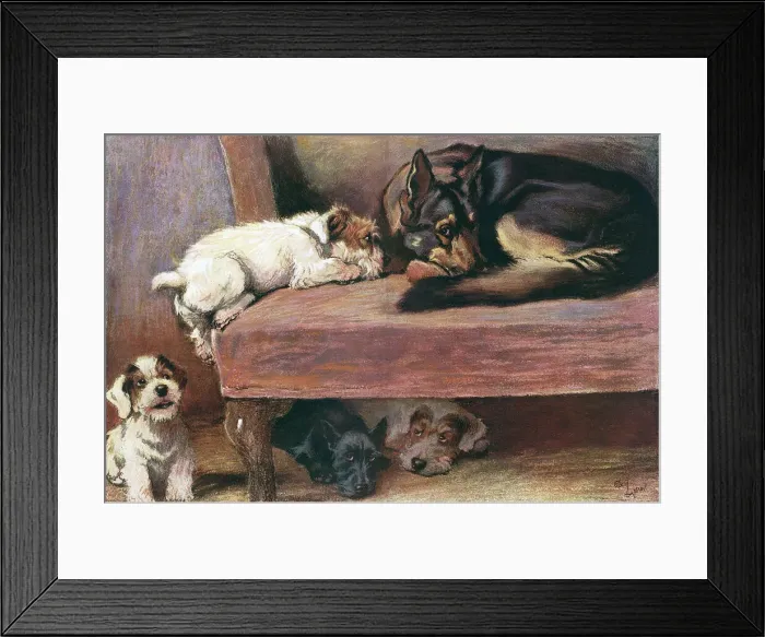 Framed Print : Ginger for Pluck by Cecil Aldin Framed Print : Ginger for Pluck by Cecil Aldin