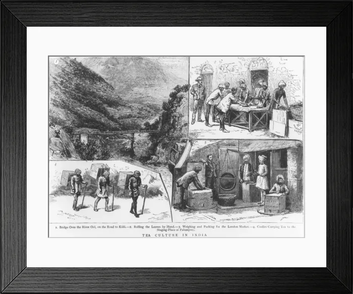 Framed Print : Tea Culture in India