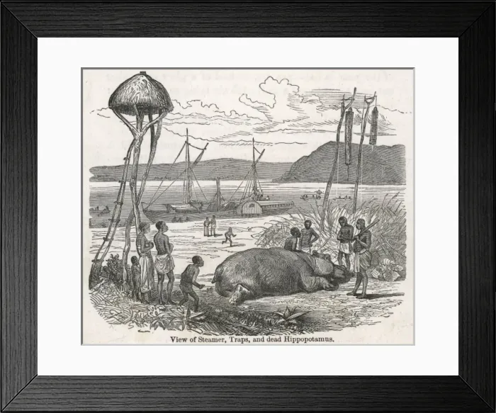 Framed Print : View of stamer, traps and dead hippo / Livingstone expedition Framed Print : View of stamer, traps and dead hippo / Livingstone expedition
