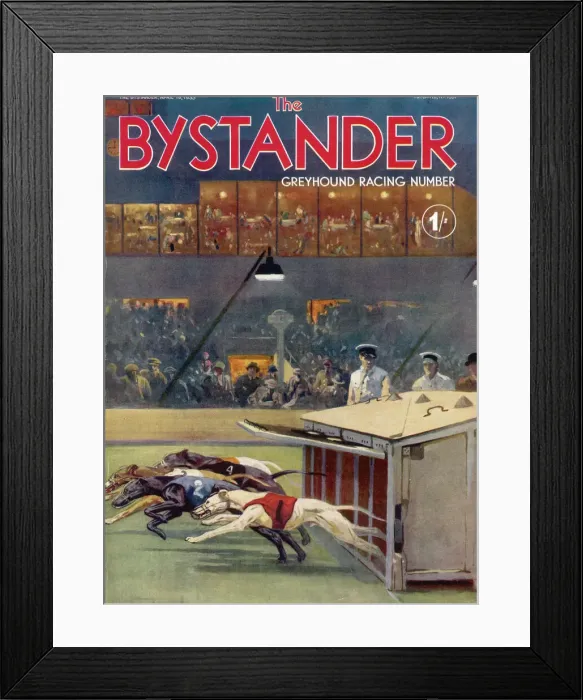 Framed Print : Bystander Greyhound Racing Number Framed Print : Bystander Greyhound Racing Number