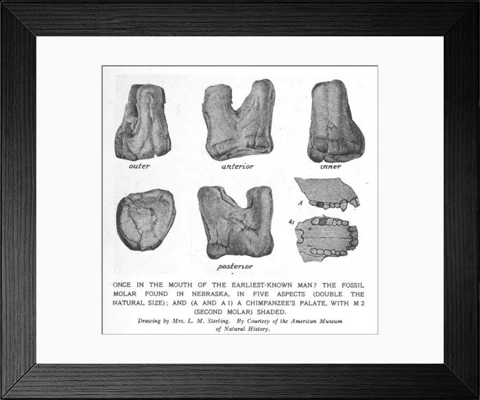 Framed Print : Fossil molar of Nebraska man Framed Print : Fossil molar of Nebraska man