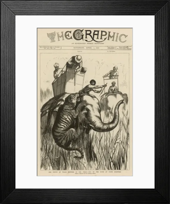 Framed Print : Elephant attacked by Tiger Framed Print : Elephant attacked by Tiger