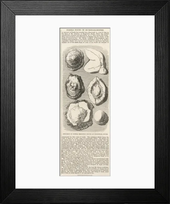 Framed Print : Fossils found in Buckinghamshire Framed Print : Fossils found in Buckinghamshire