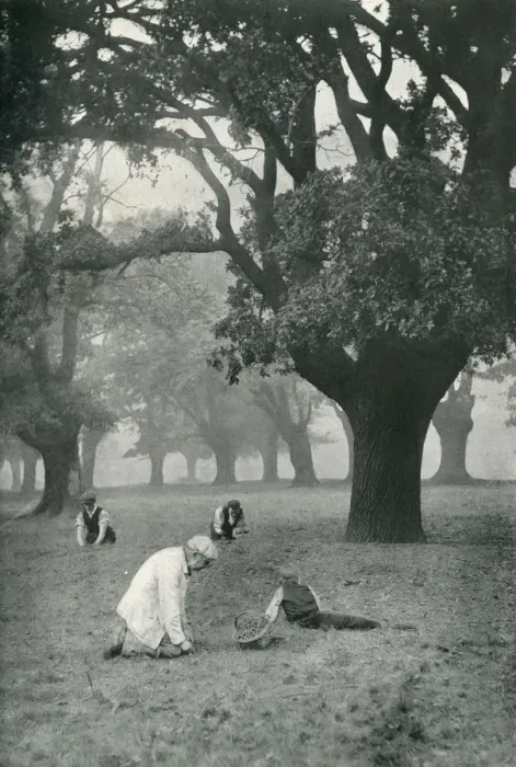 Framed Print : The Acorn Harvest at Chingford, Epping Forest