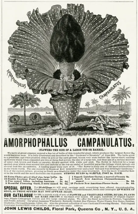 Framed Print : Advert for Amorphophallus Campanulatus, plant seeds 1891