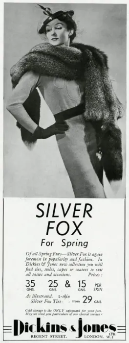 Framed Print : Advert for Dickins & Jones silver fox 1937 Framed Print : Advert for Dickins & Jones silver fox 1937