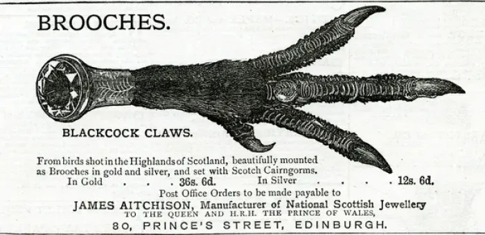 Framed Print : Advert for James Aitchison brooches 1883 Framed Print : Advert for James Aitchison brooches 1883