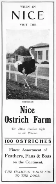 Framed Print : Advertisement for the Nice Ostrich Farm