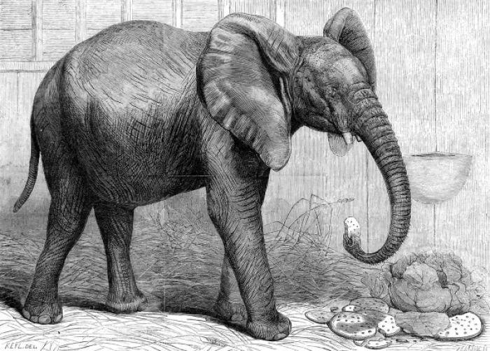 Framed Print : African Elephant at London Zoo, 1865 Framed Print : African Elephant at London Zoo, 1865