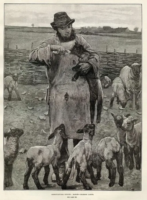 Framed Print : Agricultural Scenes - March - feeding lambs Framed Print : Agricultural Scenes - March - feeding lambs