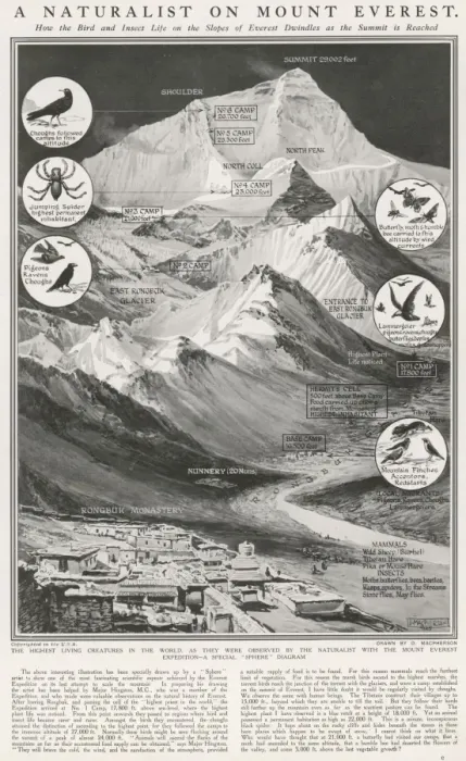 Framed Print : Animals of Mount Everest, 1924