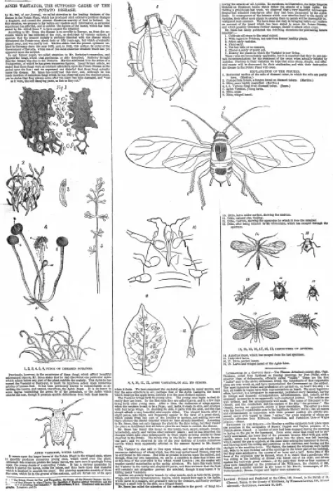 Framed Print : Aphis Vastator, potatoe disease Framed Print : Aphis Vastator, potatoe disease
