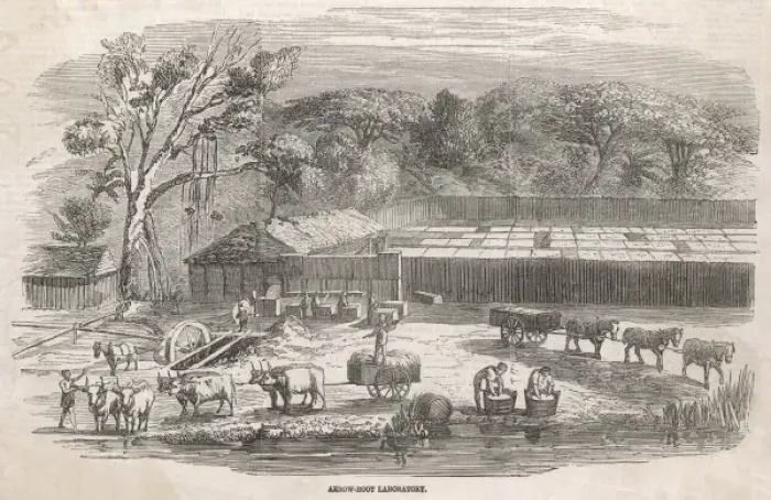 Framed Print : Arrowroot Production Framed Print : Arrowroot Production