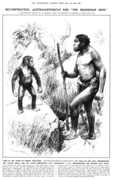 Framed Print : Australopithecus and the Rhodesian Man Framed Print : Australopithecus and the Rhodesian Man