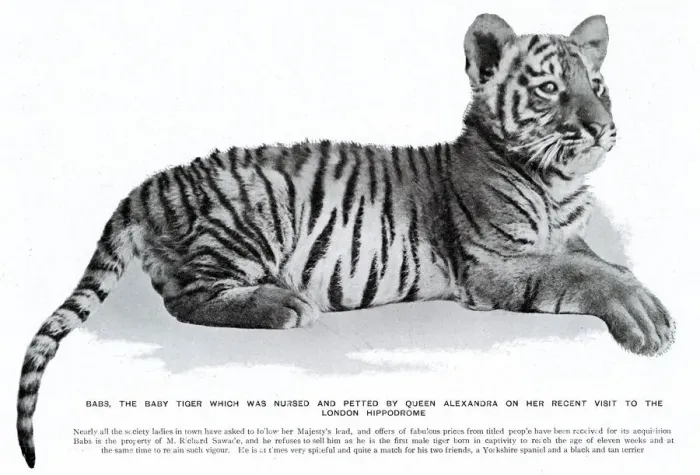 Framed Print : Babs the tiger cub at the London Hippodrome Framed Print : Babs the tiger cub at the London Hippodrome