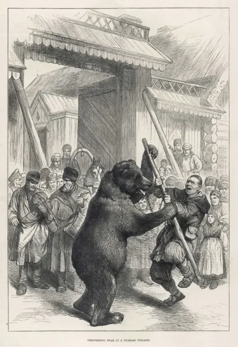 Framed Print : Bear Performs Fight Framed Print : Bear Performs Fight