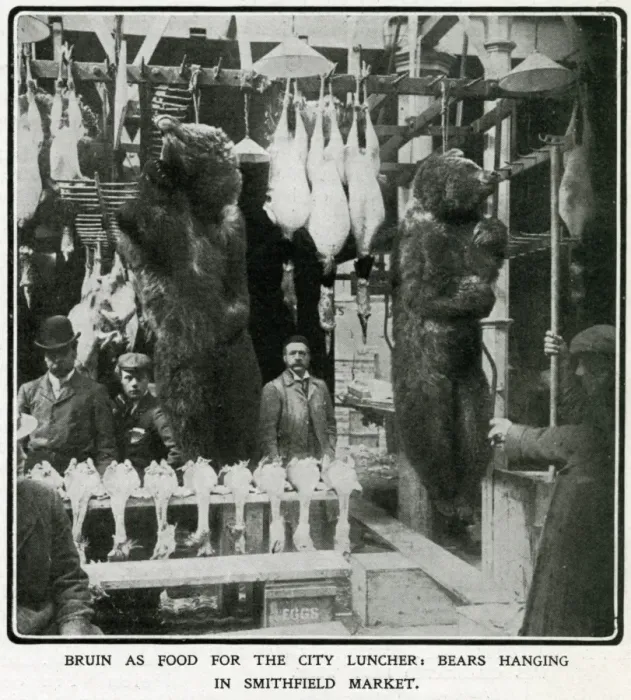 Framed Print : Bears hanging in Smithfield market 1906 Framed Print : Bears hanging in Smithfield market 1906