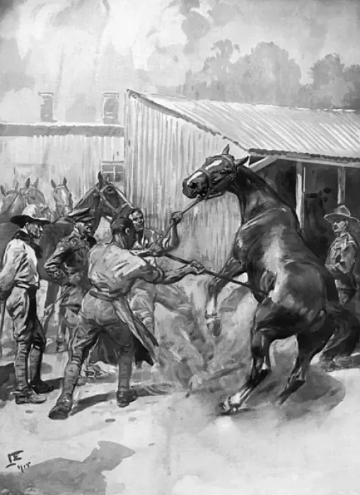 Framed Print : Branding horses at the Army Remount Depot, WW1 Framed Print : Branding horses at the Army Remount Depot, WW1