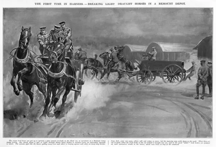 Framed Print : Breaking light draught horses at Army Remount Depot, WW1 Framed Print : Breaking light draught horses at Army Remount Depot, WW1