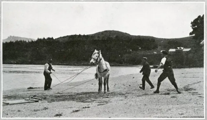 Framed Print : Breaking in ponies for the Scott Polar Expedition Framed Print : Breaking in ponies for the Scott Polar Expedition