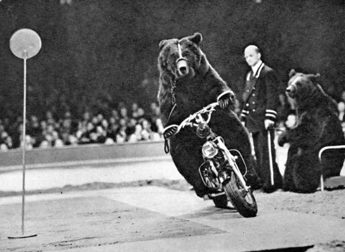 Framed Print : Brown Bear riding a motorcycle at the Bertram Mills Circus Framed Print : Brown Bear riding a motorcycle at the Bertram Mills Circus