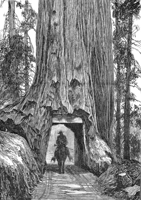 Framed Print : Californian redwood tree, 1888 Framed Print : Californian redwood tree, 1888