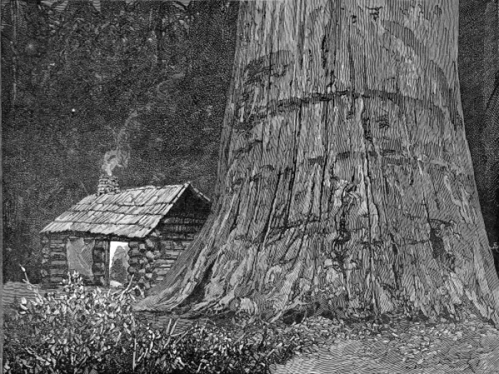 Framed Print : Californian redwood tree, 1888 Framed Print : Californian redwood tree, 1888