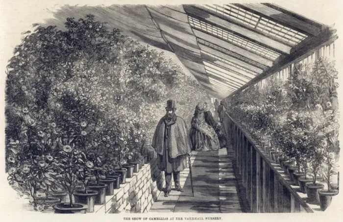 Framed Print : Camellias at Milnes Nursery, Vauxhall, London Framed Print : Camellias at Milnes Nursery, Vauxhall, London