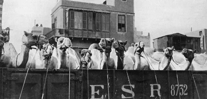 Framed Print : Camels leaving Cairo for the Front, WW1 Framed Print : Camels leaving Cairo for the Front, WW1