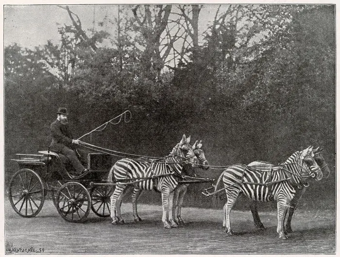 Framed Print : Carriage drawn by three zebra and a horse, driven by Lord Lionel Walter Rothschild (1868-1937), founder of the Natural History Museum at Tring Park. Date: 1895 Framed Print : Carriage drawn by three zebra and a horse, driven by Lord Lionel Walter Rothschild (1868-1937), founder of the Natural History Museum at Tring Park. Date: 1895