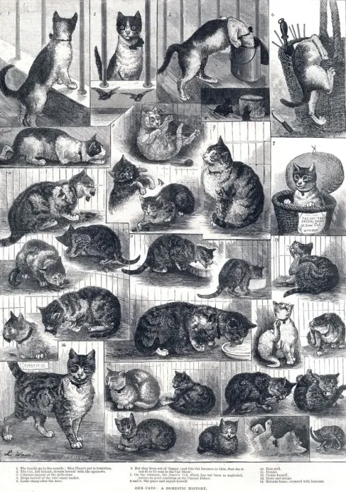 Framed Print : Our Cats: a domestic history by Louis Wain Framed Print : Our Cats: a domestic history by Louis Wain