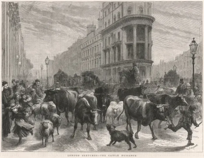 Framed Print : Cattle in London, 1877 Framed Print : Cattle in London, 1877