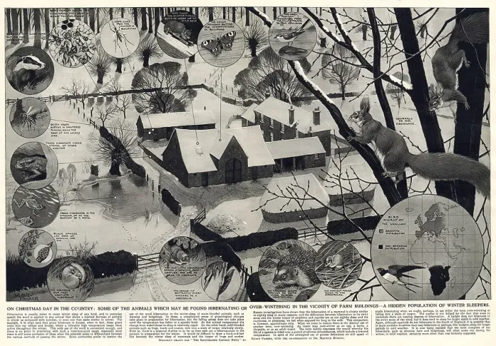 Framed Print : On Christmas Day in the country - some of the animals which might be found hibernating or over-wintering in the vicinity of farm buildings - a hidden population of winter sleepers. Wildlife found in Britain in the countryside during winter in 1952