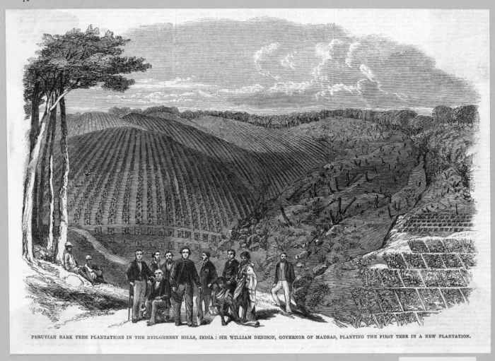 Framed Print : Cinchona  /  Quinine