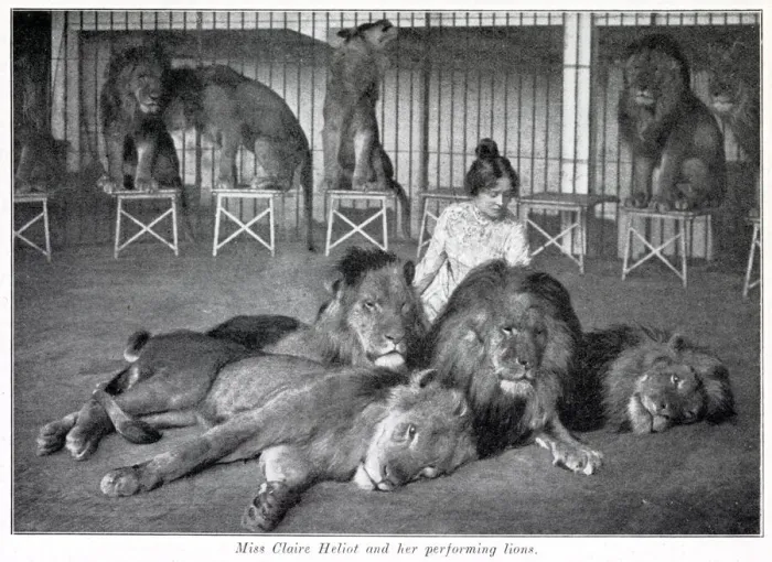 Framed Print : Claire Heliot and her performing lions 1903 Framed Print : Claire Heliot and her performing lions 1903