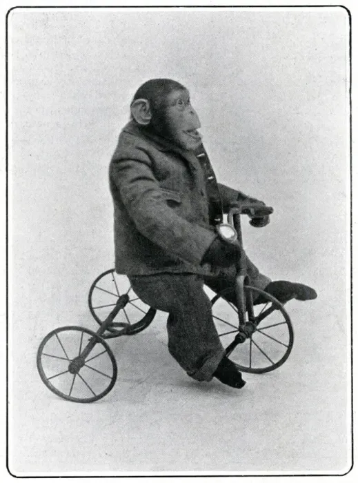 Framed Print : Consul the Chimp at the London Hippodrome