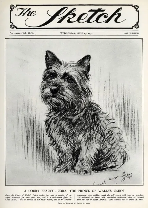 Framed Print : Cora the Cairn Terrier belonging to the Prince of Wales Framed Print : Cora the Cairn Terrier belonging to the Prince of Wales
