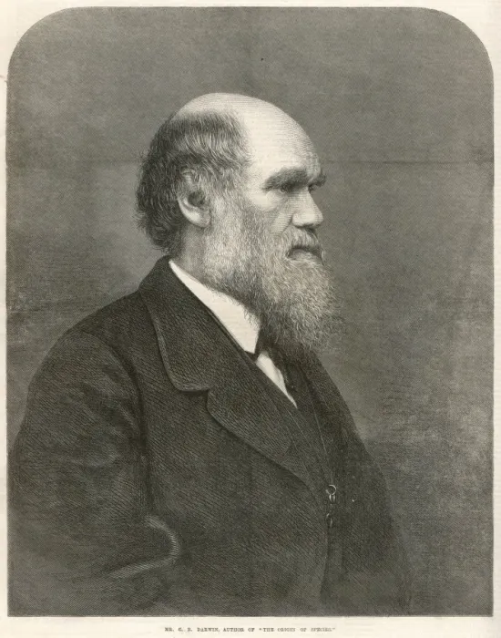 Framed Print : DARWIN / ILN / 1871 Framed Print : DARWIN / ILN / 1871
