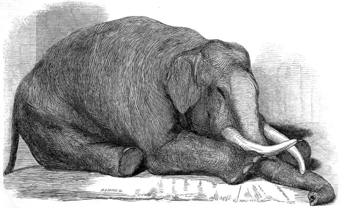 Framed Print : Dead Elephant at London Zoo, 1847 Framed Print : Dead Elephant at London Zoo, 1847