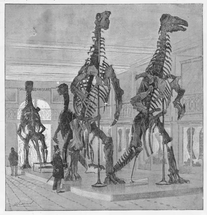 Framed Print : Dinosaur / Iguanodon Framed Print : Dinosaur / Iguanodon