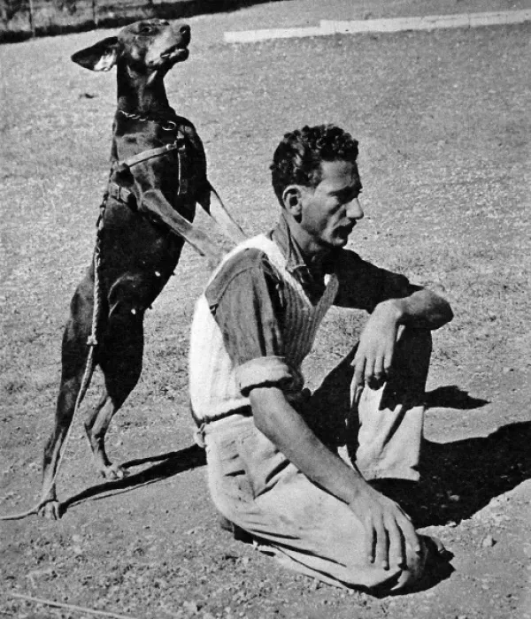 Framed Print : Doberman Dog of the Palestine Police Force in training, 1945 Framed Print : Doberman Dog of the Palestine Police Force in training, 1945