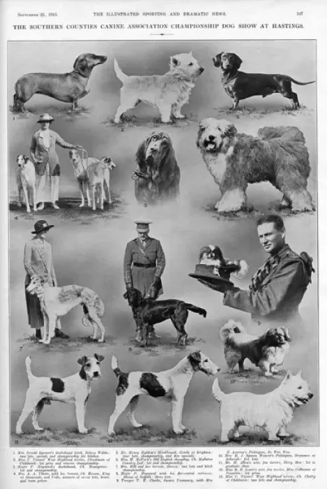 Framed Print : Dog show at Hastings Framed Print : Dog show at Hastings