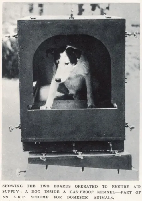 Framed Print : Dog inside gas-proof kennel Framed Print : Dog inside gas-proof kennel