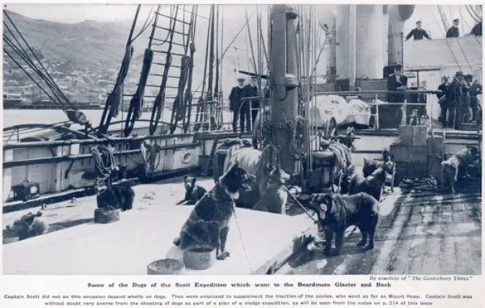 Framed Print : Some of the dogs of the Scott expedition