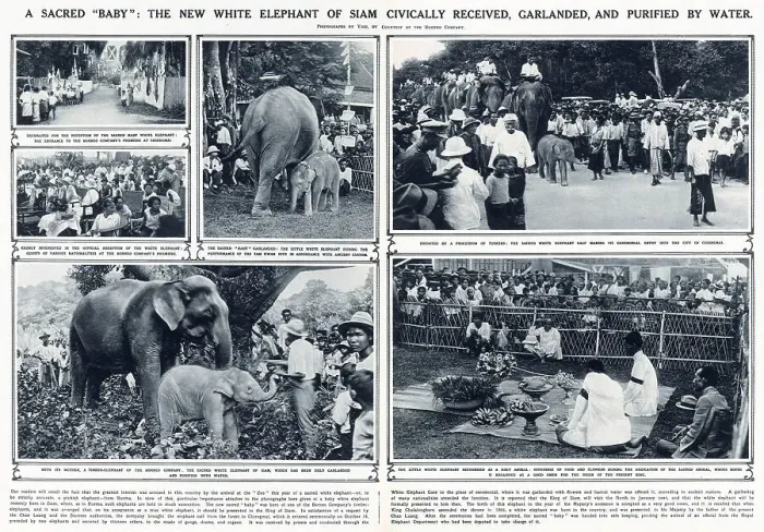 Framed Print : Double page spread in The Illustrated London News reporting on the new white elephant calf, born at the Borneo Company and transported to Chiengmai where it was to be presented to the King of Siam Framed Print : Double page spread in The Illustrated London News reporting on the new white elephant calf, born at the Borneo Company and transported to Chiengmai where it was to be presented to the King of Siam